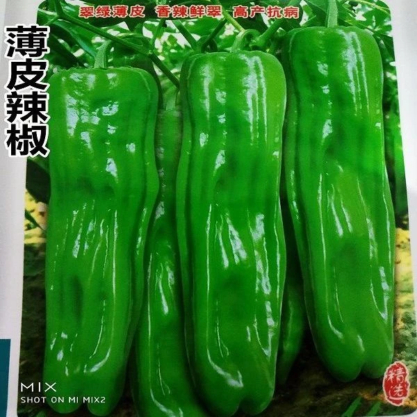 薄皮辣椒种子早熟大果皱皮辣椒香辣鲜脆抗病四季播种蔬菜种子