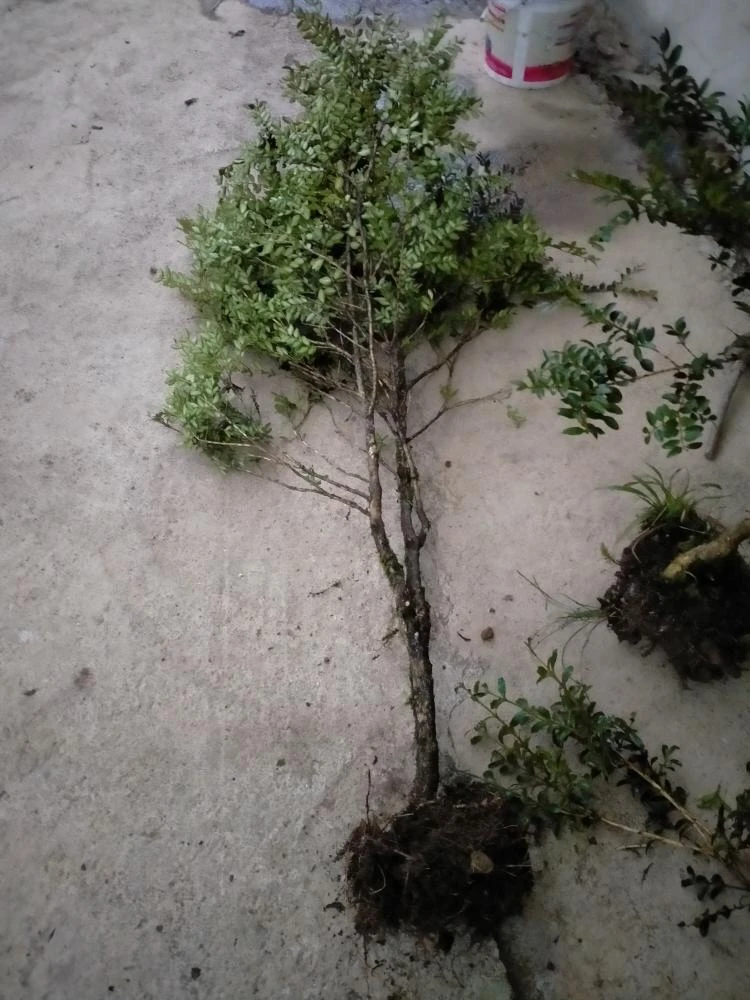 黄杨盆景素材和地景