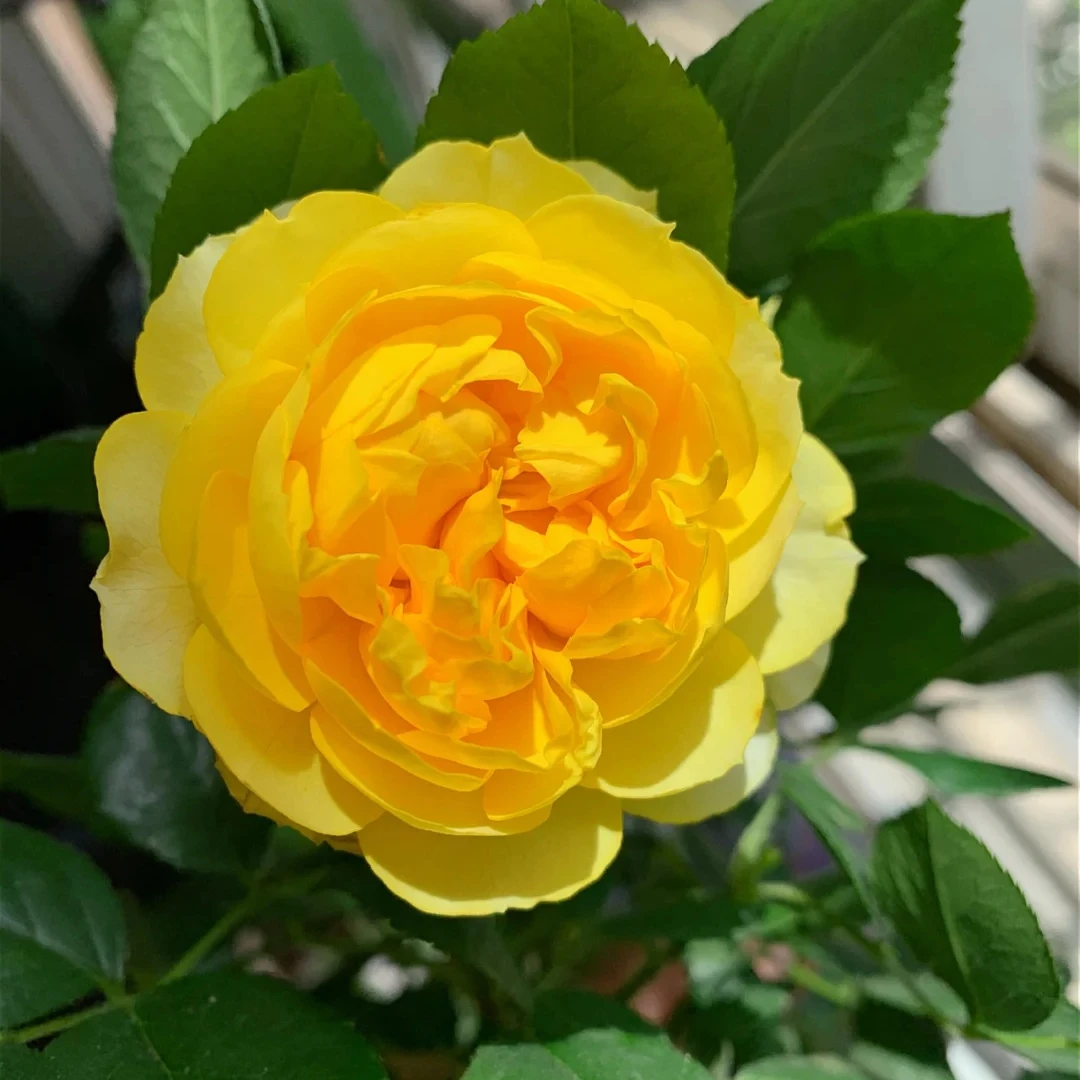 【金咝雀大盆】抗病灌木月季阳台露天庭院盆栽玫瑰花卉植物