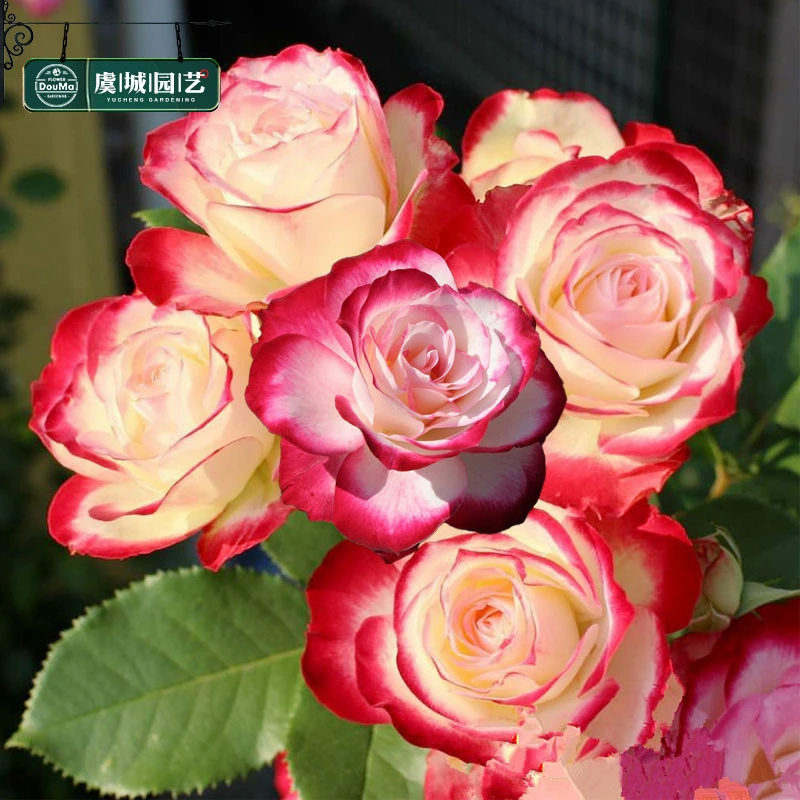 中苗|虞城园艺 灌木月季 红双喜  复色特香大花耐热抗病四季开花