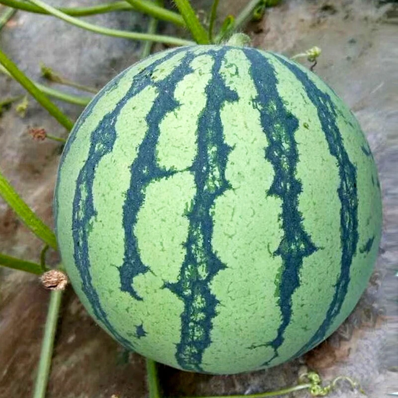 西瓜种子超甜8424海南冰糖麒麟瓜西瓜籽早熟杂交早春