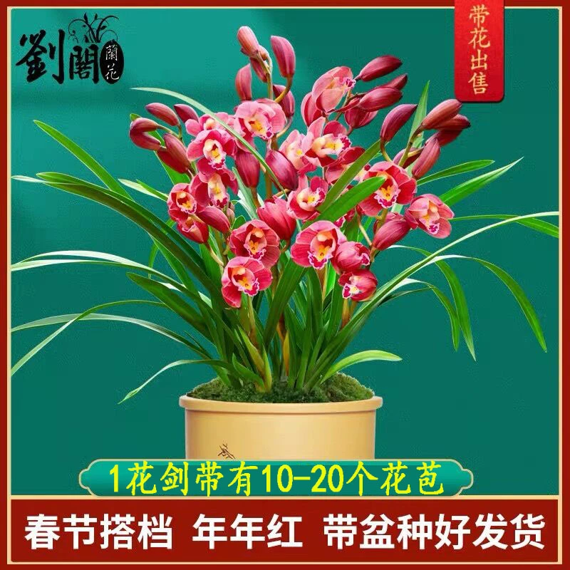 年宵花红宝石花期长达2个月 冬带花带盆种好 成活率高 年年复花