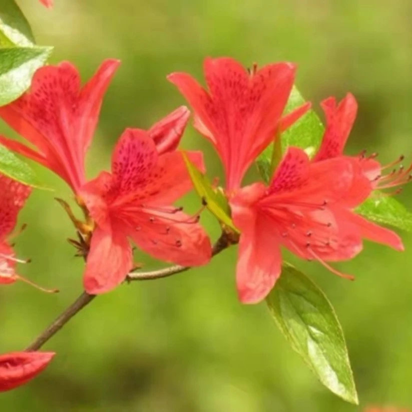 映山红赤楠盆景盆栽老桩四季常青防辐射室内阳台庭院绿植花卉植物