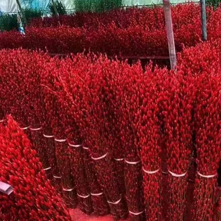 招财银柳支干花鲜花真花红银柳年宵花卉客厅装饰天然摆件