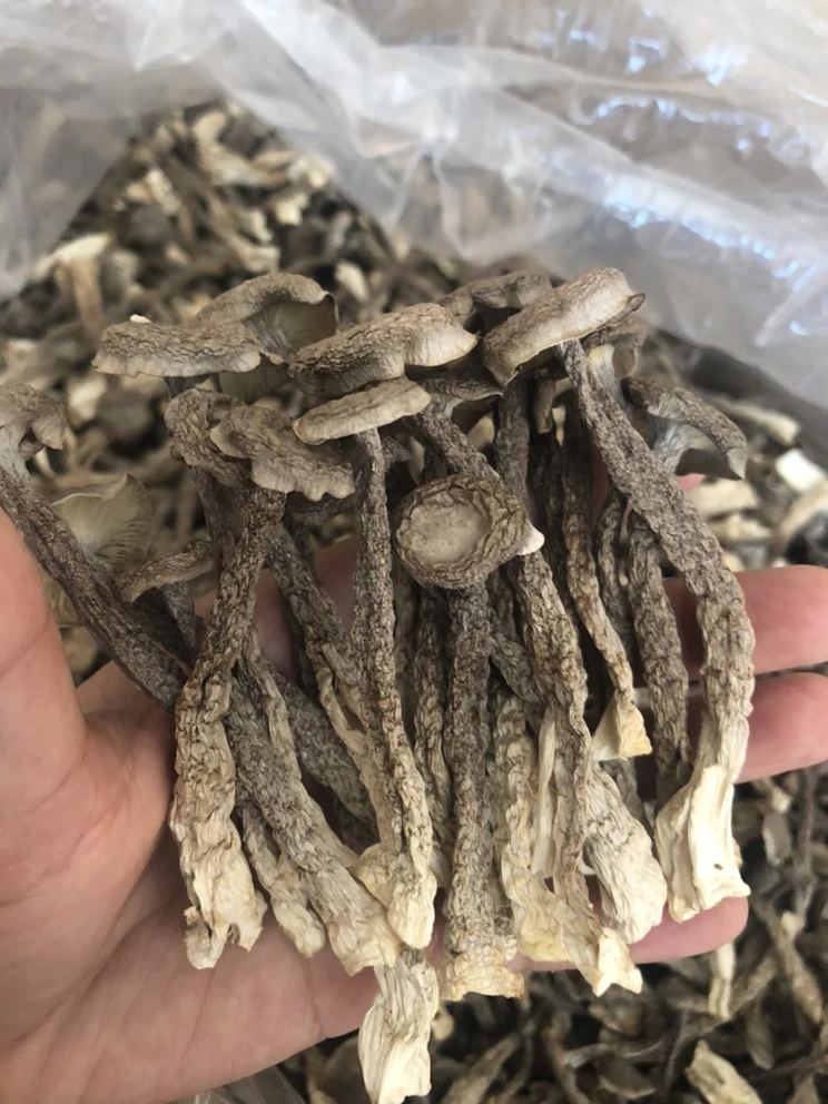 古田脆脆菇新鲜现烤250g~500g