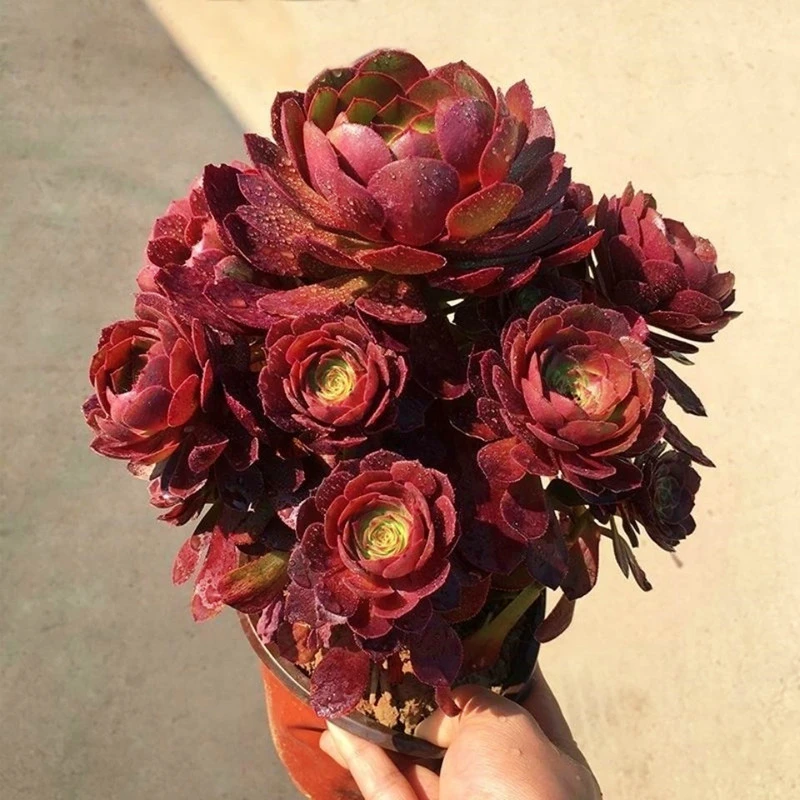 多肉植物基地大颗花卉盆栽好养玫瑰法师多肉茶室盆景红色茶室盆景