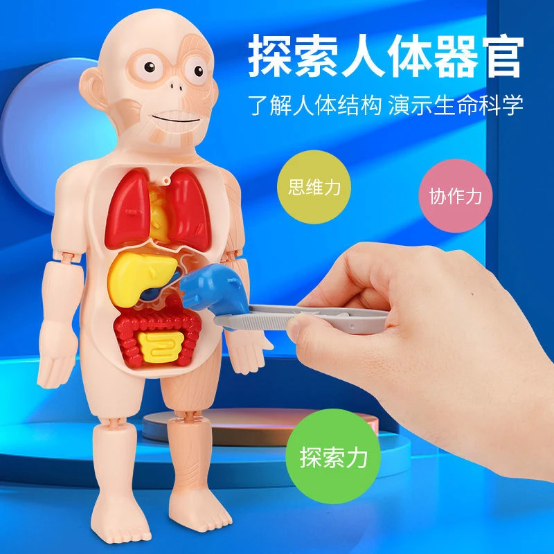 儿童启智科教人体器官模型摆件DIY拼装STEAM医学早教益智模型玩具