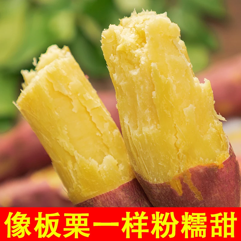 新鲜现挖陕西板栗红薯农家自种新鲜香甜粉糯地瓜山芋3-9斤