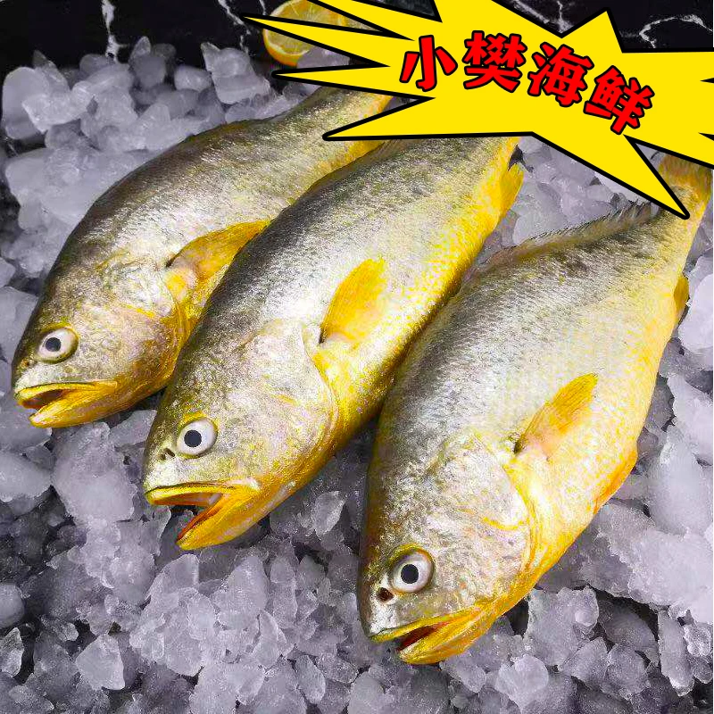 江苏 生态大黄鱼 6条单条重量1.5斤左右新鲜冷冻大海深海甄选