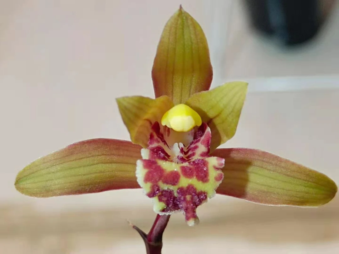 春兰普通花草花卉
