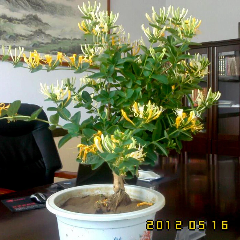 可食用金银花树苗盆栽白红金银花苗攀援绿植庭院爬藤植物四季开花