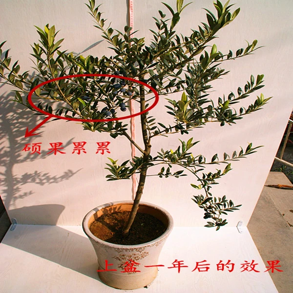 5年生油橄榄盆景树桩基地直销裸根保湿包装四季常绿盆景老桩