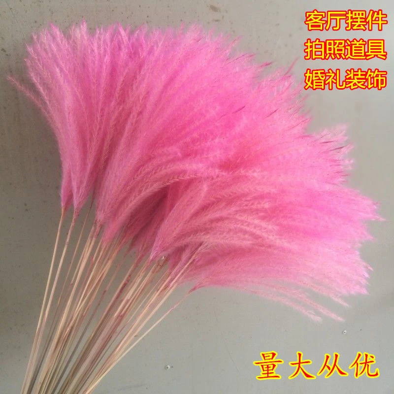 网红粉色芦苇干花麦穗花束拂尘花婚庆拍摄家居橱窗落地装饰