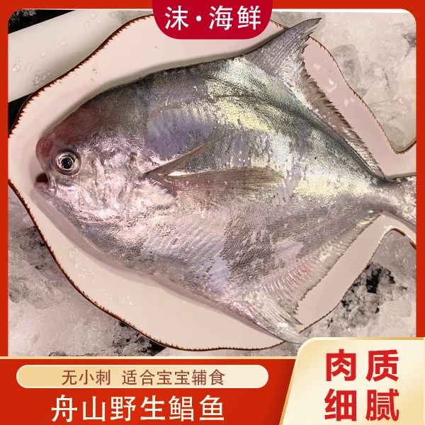 沫海鲜舟山野生白鲳鱼银鲳鱼休渔期鲜冻发货
