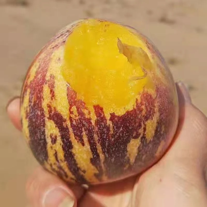 【树上熟】甘肃民勤沙漠人参果黄肉大果新鲜低糖熟果