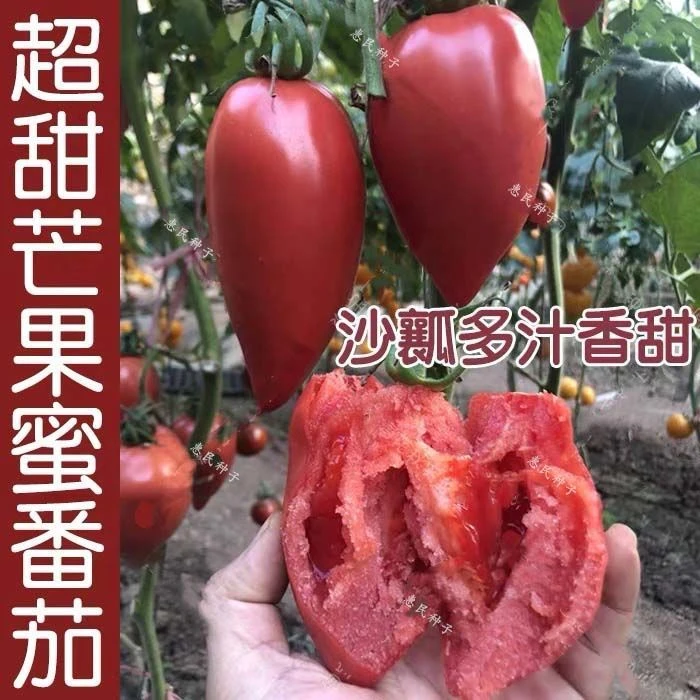 超甜芒果蜜番茄种子春秋季播水果蔬菜籽盆栽果味沙瓤老西红柿种子