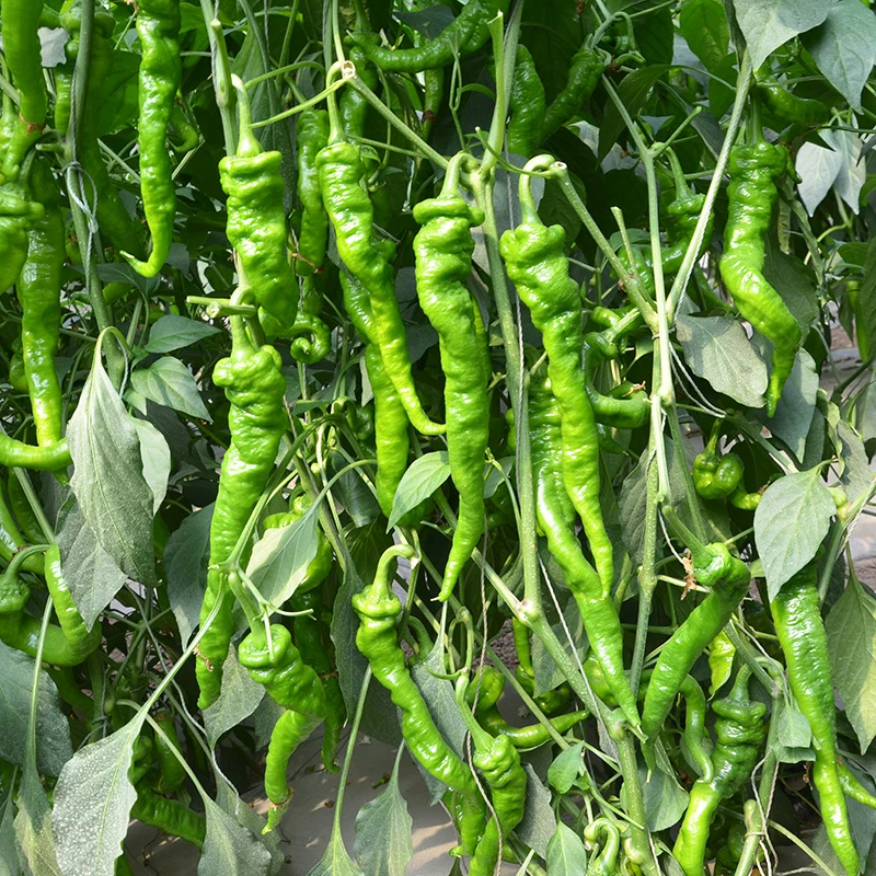 线椒杭椒七彩泡椒种子螺丝椒朝天椒种籽辣椒大全