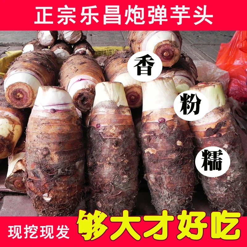 乐昌张溪香芋炮弹芋头新鲜蔬菜粉糯农家大芋广东特产5斤10斤包邮