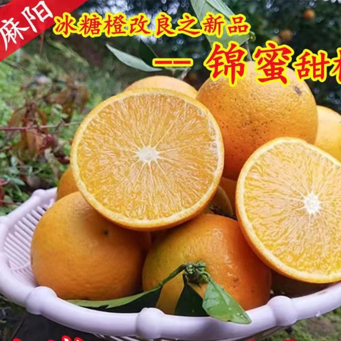 麻阳锦蜜甜橙九斤装包邮