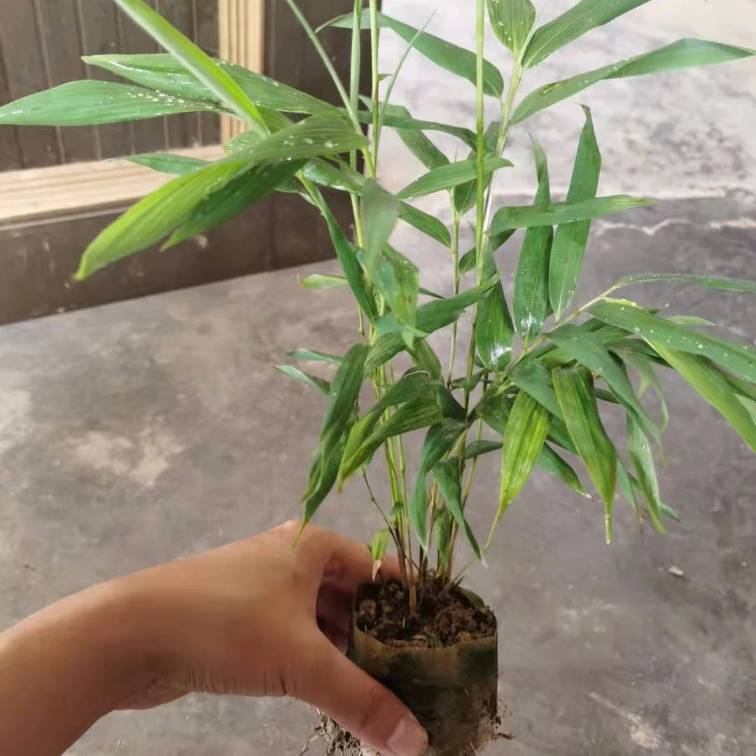 方竹方竹苗毛竹方竹笋庭院竹绿植耐寒竹苗竹子盆栽植物白色翠竹