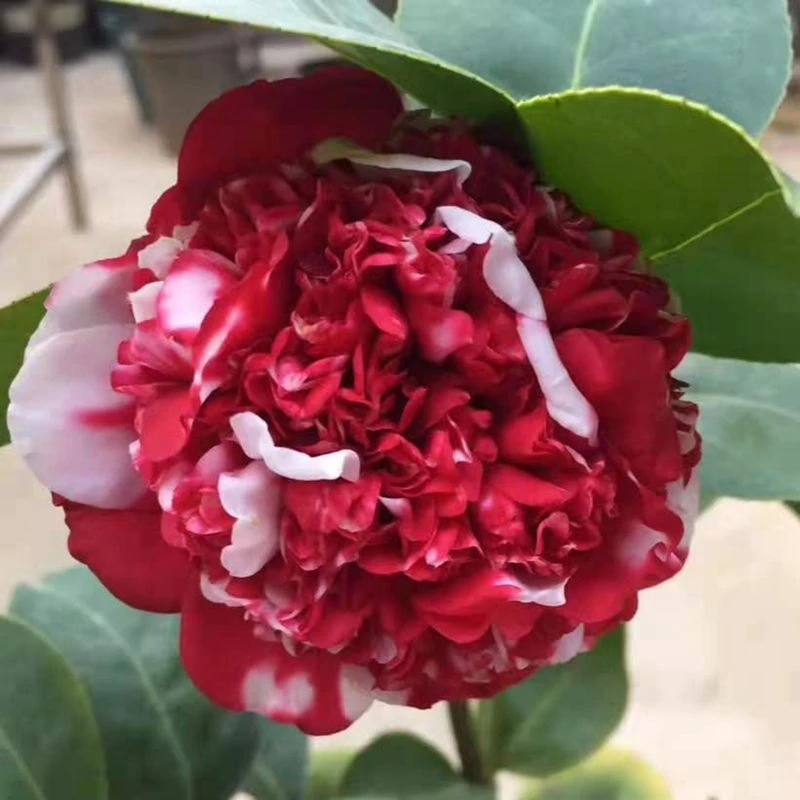 茶花苗基地直销高档品种花佛鼎茶花佛鼎茶花鹤鼎夺金十大名茶之一