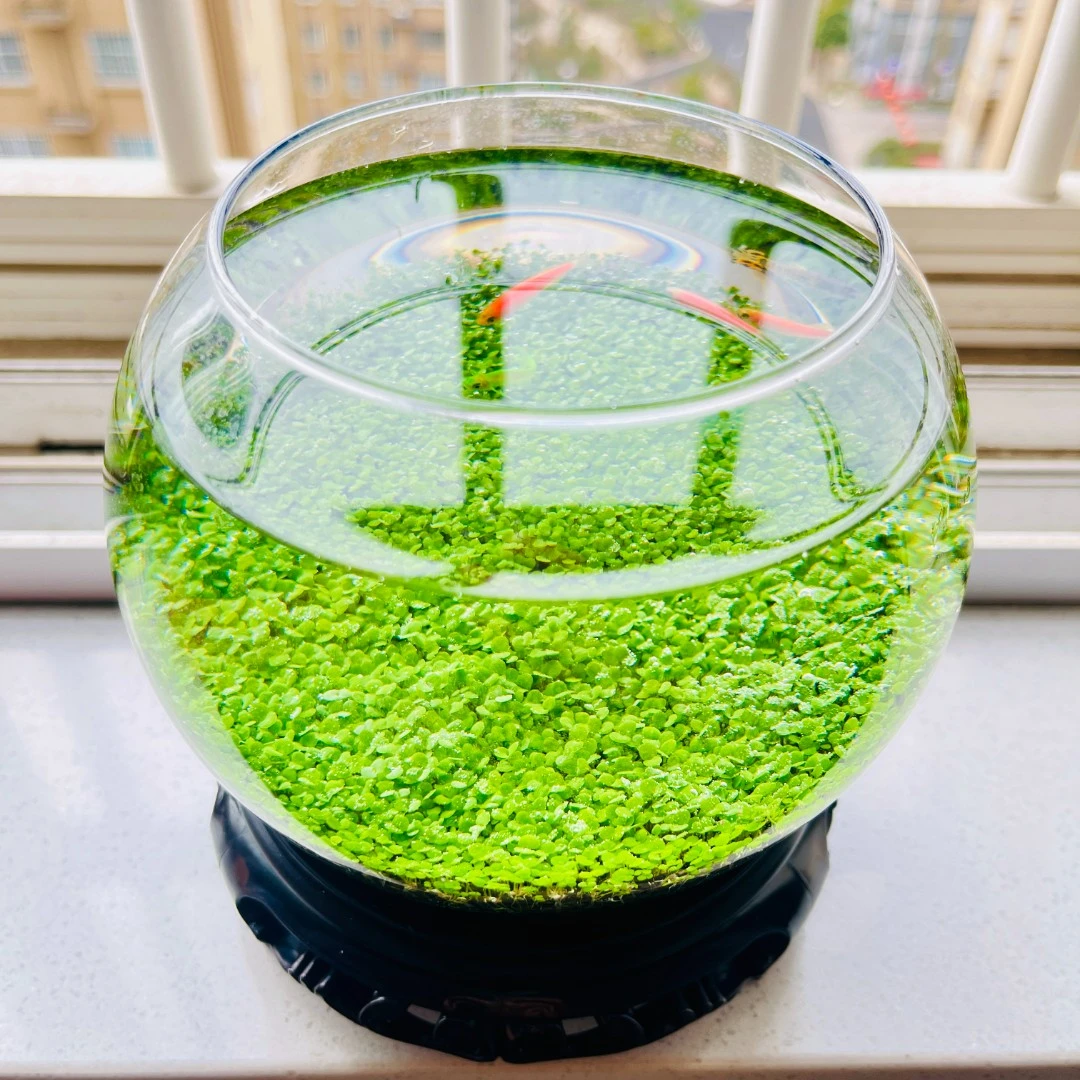 生态水草缸1512水草鱼缸桌面微景观水培绿植造景鱼虾水草自循环