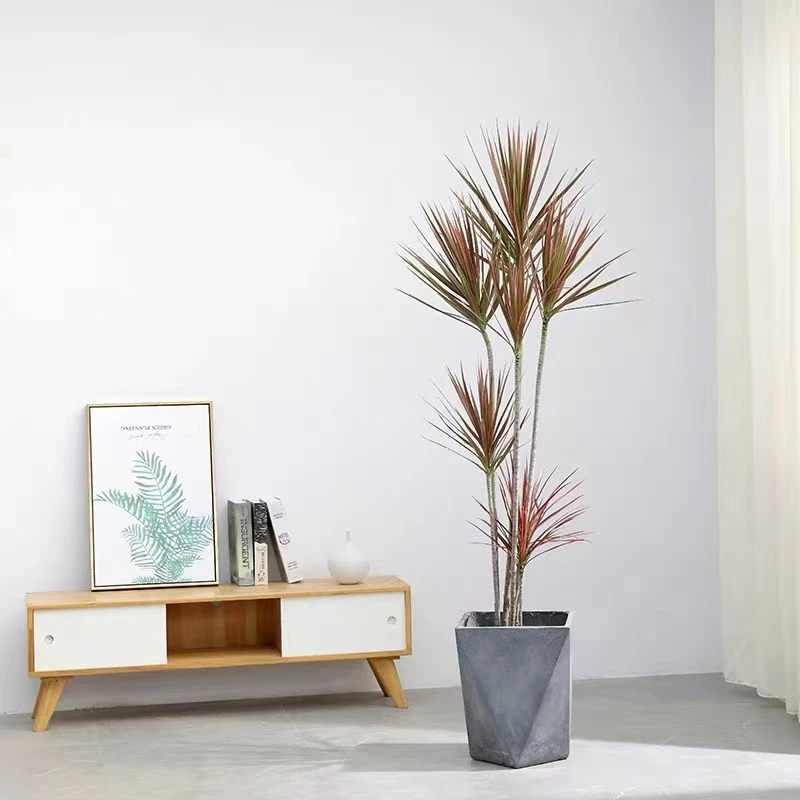 千年木桩 网红绿植。直播间一物一拍  后台下单商家挑选发货夏季