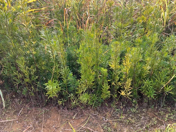 本地罗汉松 中叶罗汉松 嫁接用的砧木