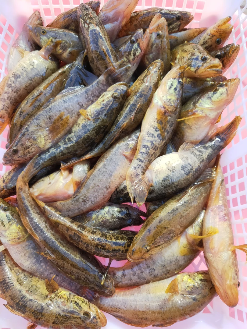 东北老头鱼去内脏4.4斤顺丰