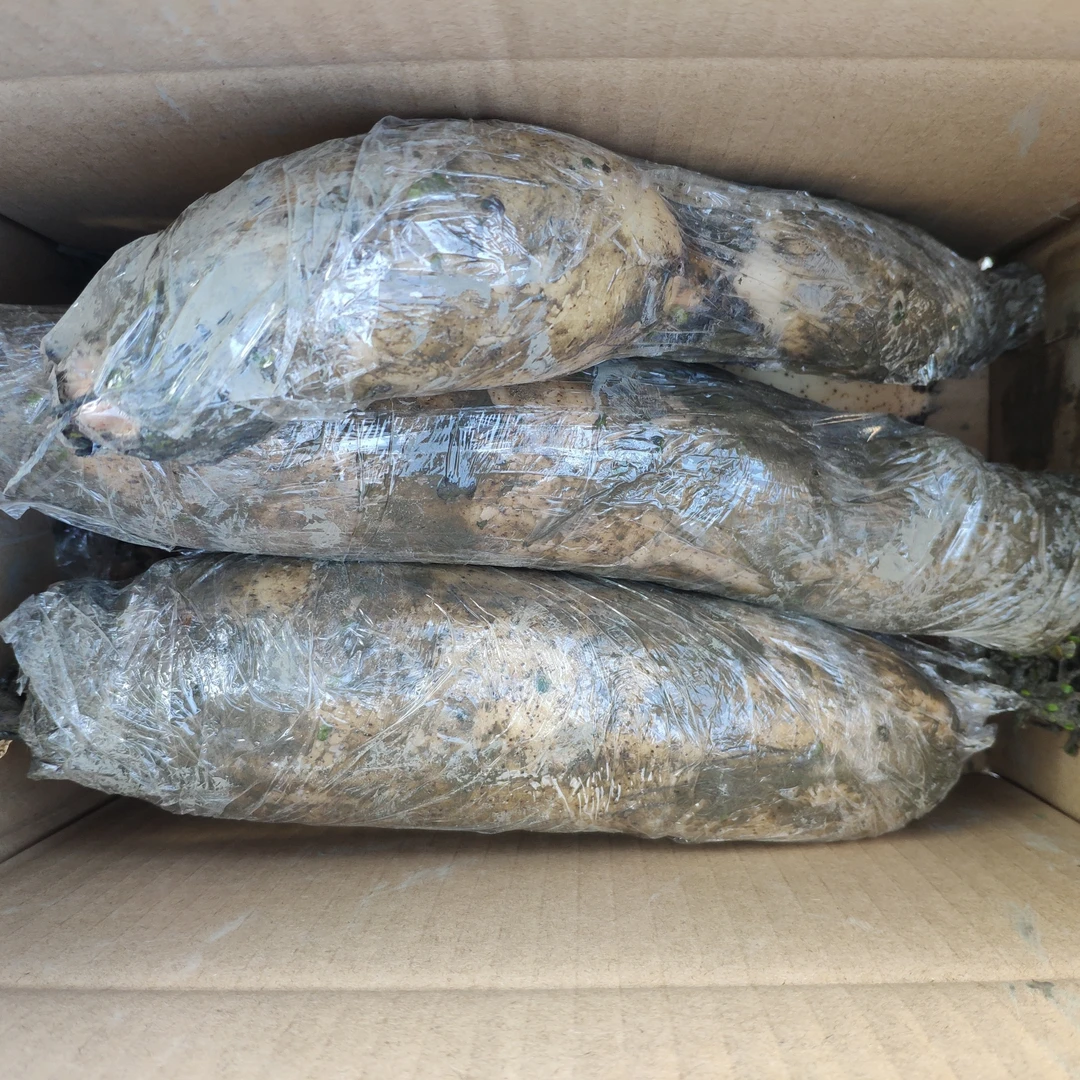 湖北特产老品种白莲藕粉藕煲汤烘趴藕很趴很粉很香3斤装5斤装包邮