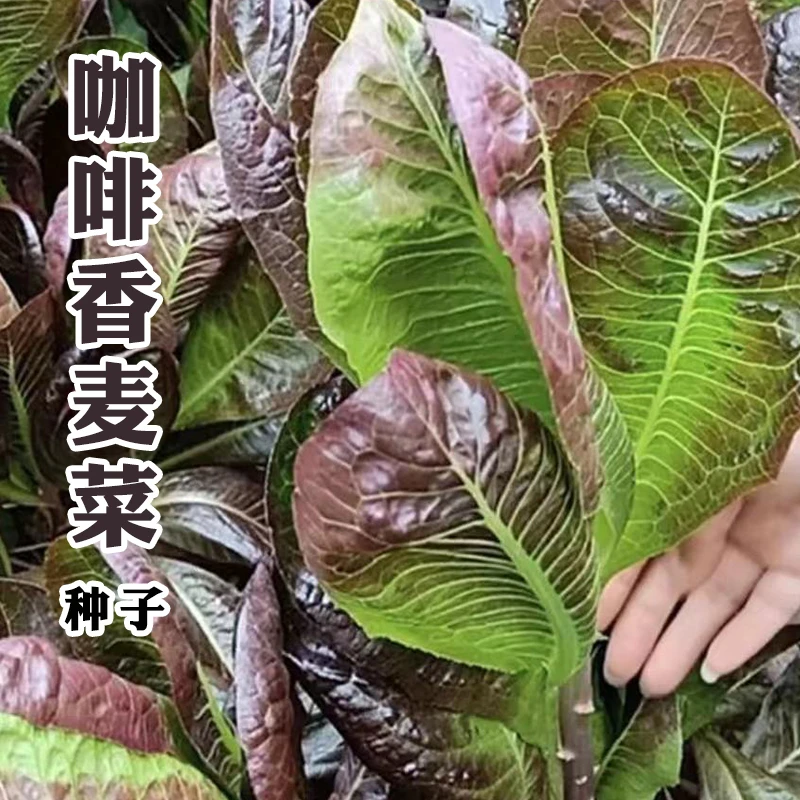 咖啡香麦菜种子四季阳台盆栽蔬菜孑