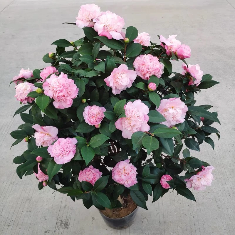 香妃山茶花 粉色大花浓香 庭院阳台花卉满头花苞原盆原土发货好养