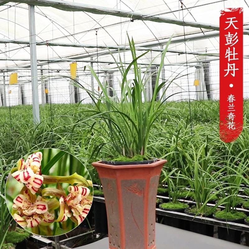 【天彭牡丹】春兰四大奇花老种客厅室内盆栽优质苗(40/苗)