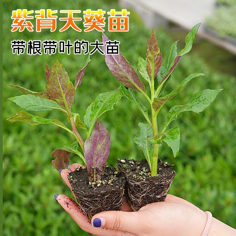 紫背天葵菜苗苗子木耳菜苗血皮菜苗子水三七苗
