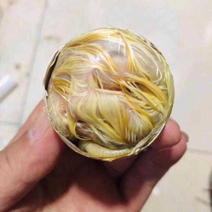 18天大毛凤凰蛋10枚20枚30枚40枚装