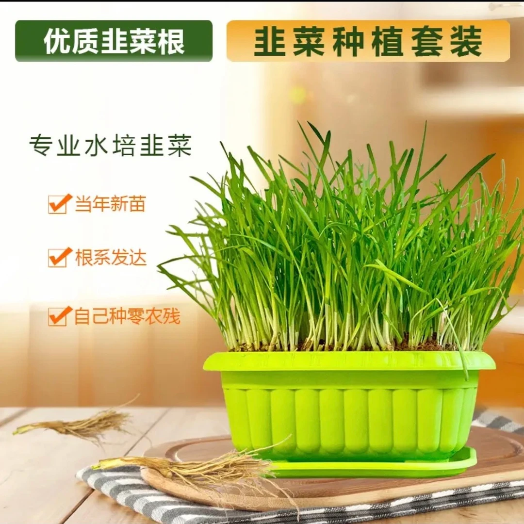 水培韭菜套装阳台盆景盆栽浇水育苗