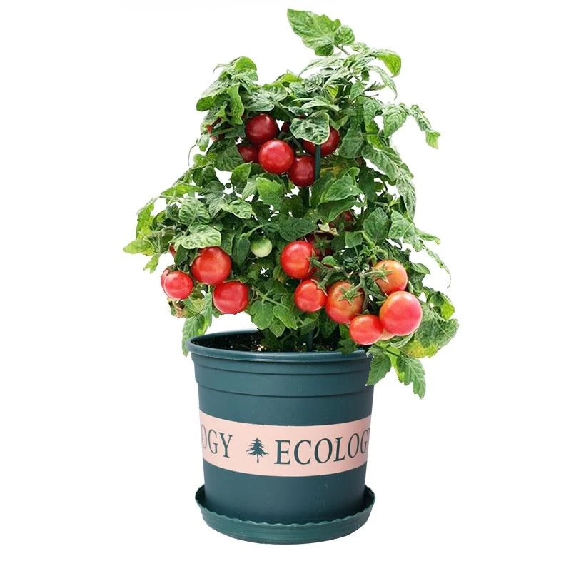 矮生小番茄早熟口感好吃夏季温室阳台盆栽无需搭架简单易活春季