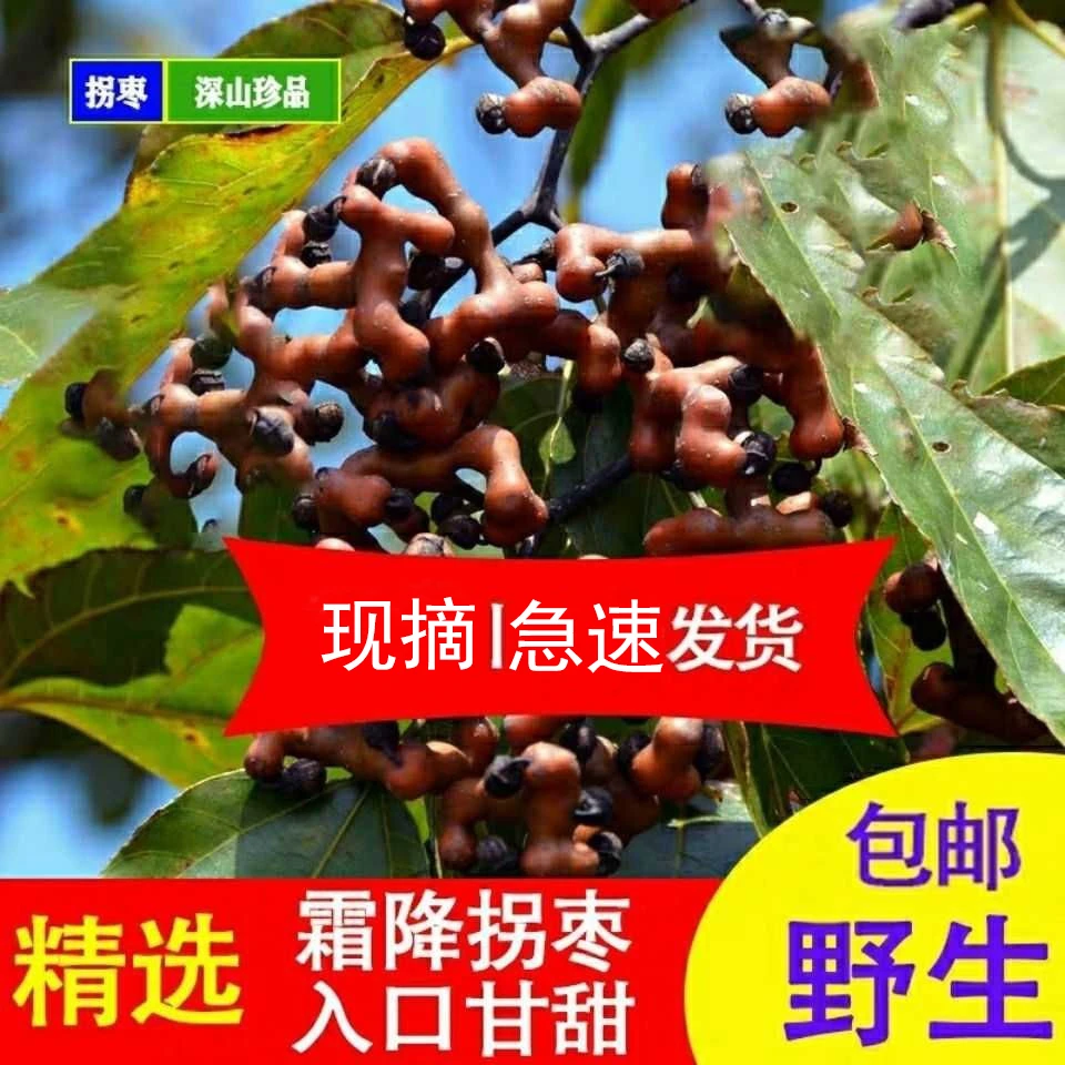 【生吃/泡酒】打霜皱皮鲜拐枣水果生吃泡酒万寿果鸡爪梨金钩梨