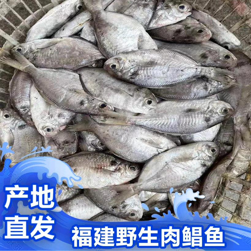 福建啊三海鲜【野生肉鲳鱼】新鲜寄顺丰