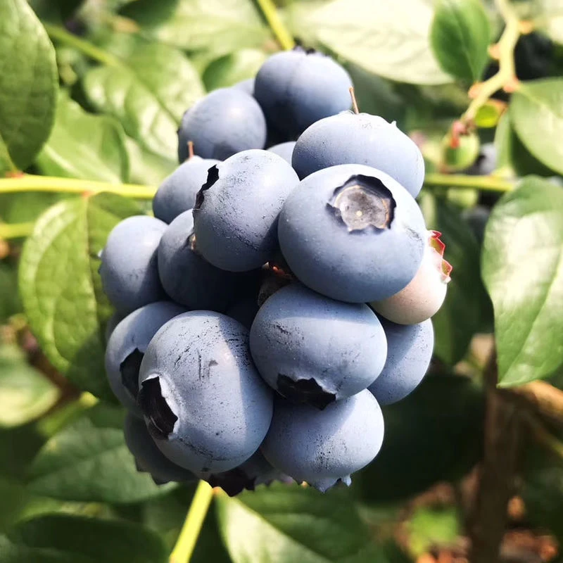 【头茬花香M25丹东蓝莓纯甜】新鲜现摘脆甜浓爽口多汁大蓝莓