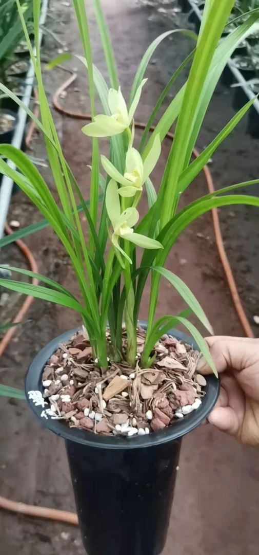 春剑翠荷素，开花浓香。一般都是春节期间开花。一般开花2-4朵。