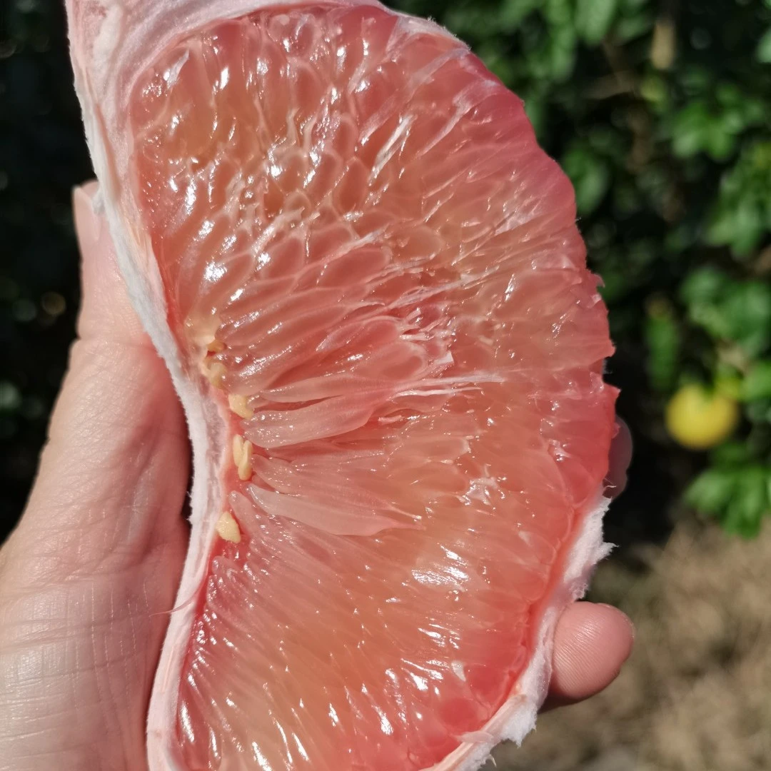 正宗玉环红心文旦柚【20年老树】精选优果多汁现摘现发坏果包赔