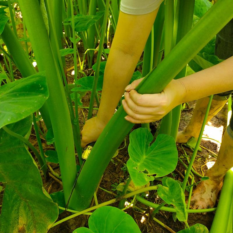 泡菜芋苗酸 廣東農家芋荷梗發酵鹹菜瓶裝250克小包密封罐裝醃菜-4