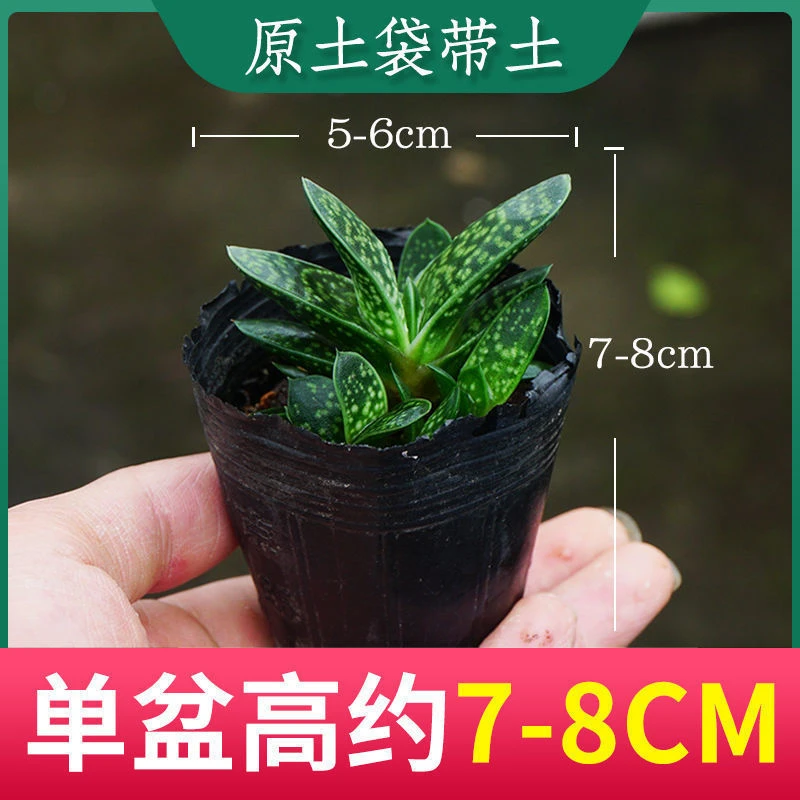 遇花卉子宝多肉植物元宝花室内桌面防辐射造型元宝肉肉创意DIY盆