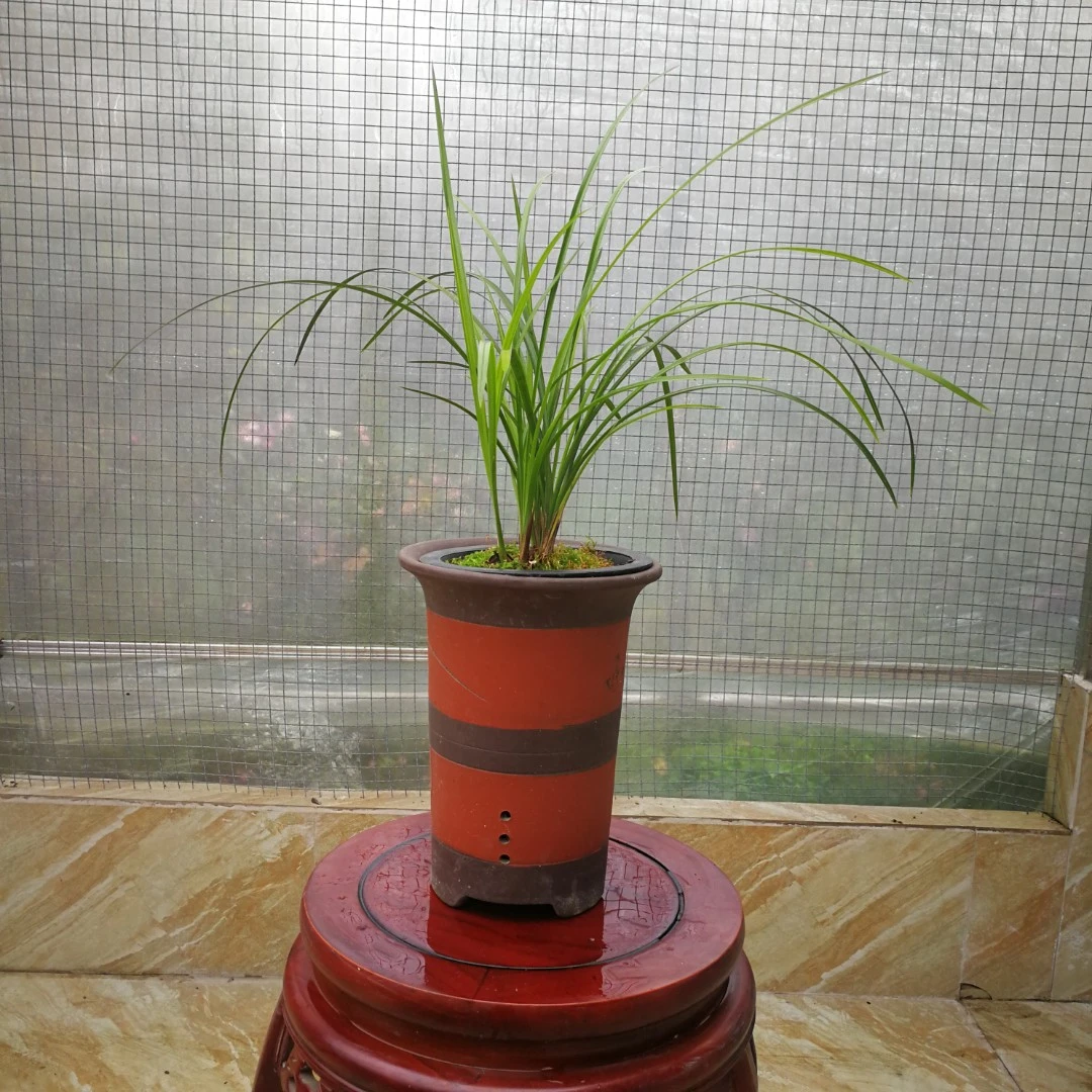 春剑叶型办公室盆景花