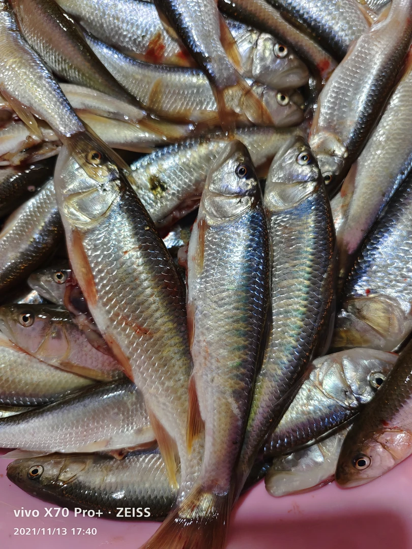 黑龙江去内脏马口鱼