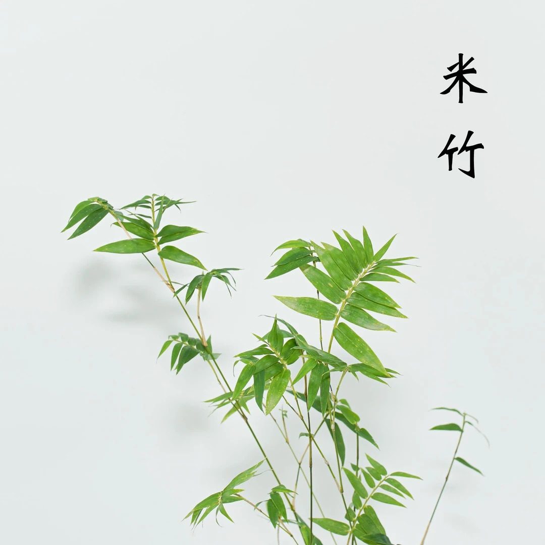 【丰毅偏远一物一拍专属链接  家庭绿植盆栽