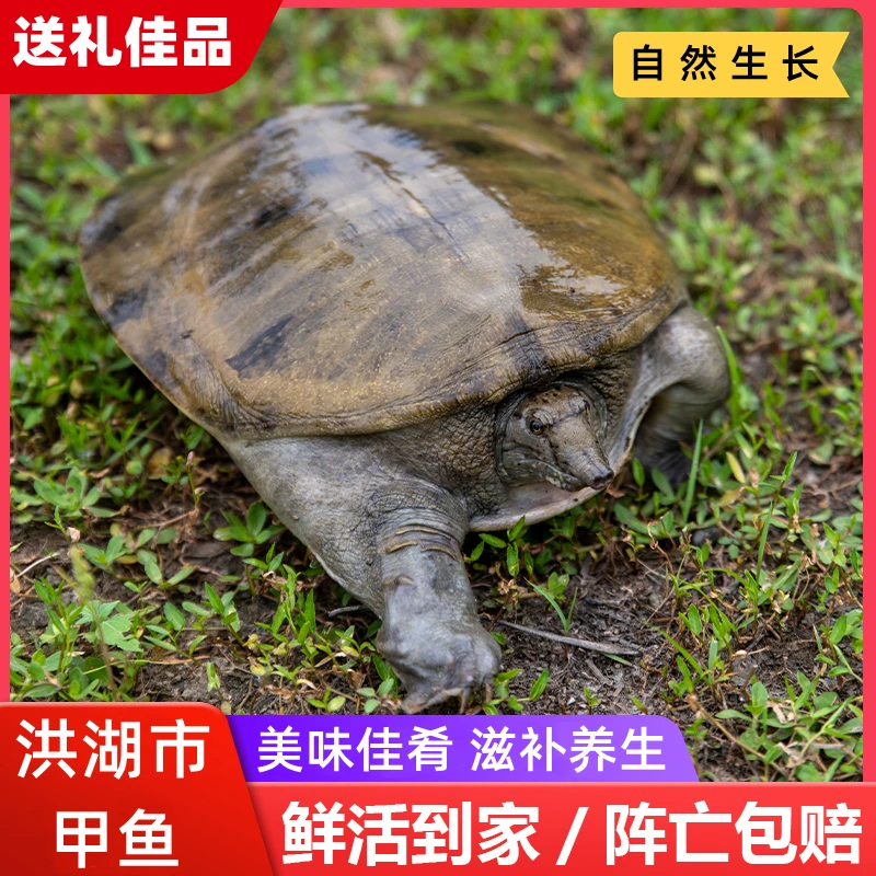湖北洪湖市正宗土甲鱼水鱼团鱼中华老鳖营养美味滋补送礼1-8斤