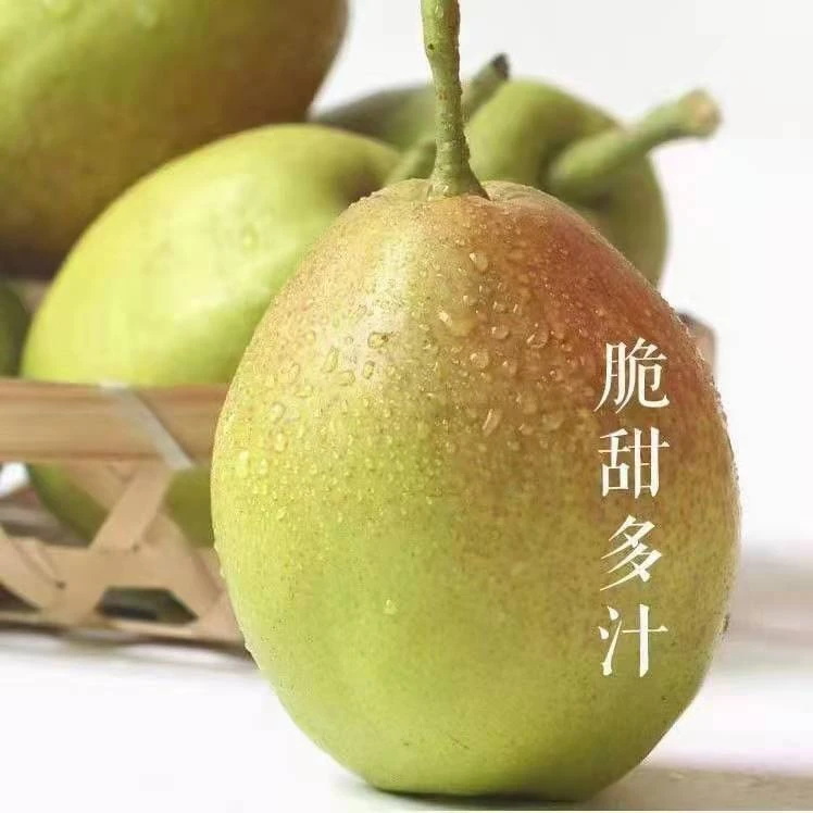新疆库尔勒香梨新鲜水果脆甜多汁产地直发5斤/9斤顺丰包邮