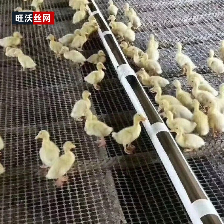 小孔育雏网养殖网脚垫网大棚兜雨网岩棉盖网防鸟网植被网钢丝网